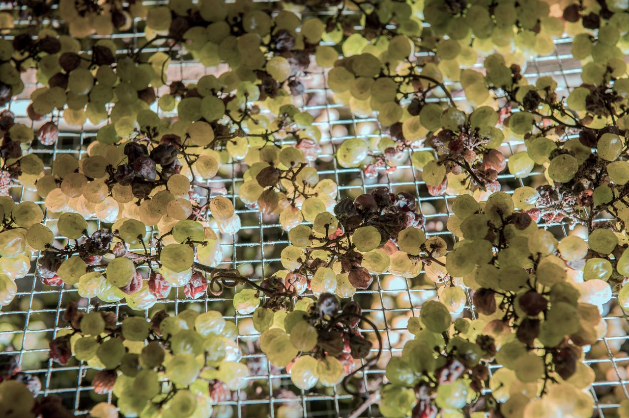 Vignoble Technique Vin de paille Mossu-0023